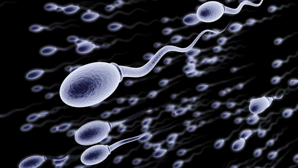 Spermien auf dem Weg zur Eizelle